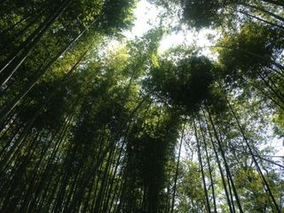 IMG_3129.jpg